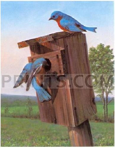 Terrill knaack bluebirds - terrill,